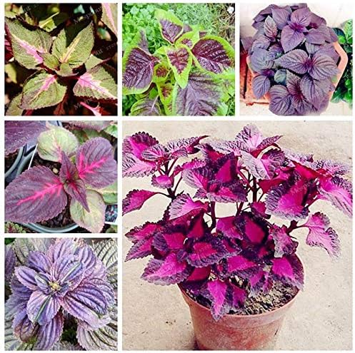 Japanese red-leafed Perilla Frutescens grown from seeds with vibrant foliage and culinary use